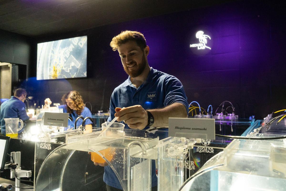 La nueva instalación 'Medusa Lab' del Oceanogràfic.