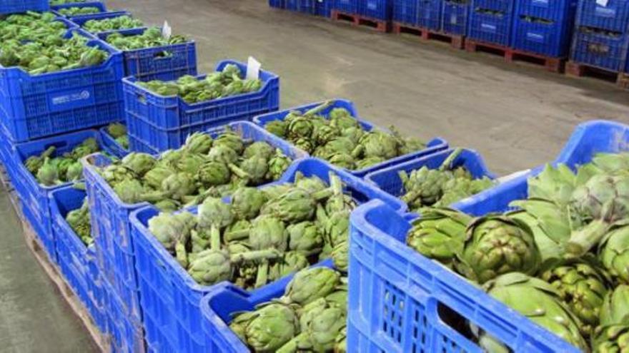 Cajones llenos de alcachofas durante la recolección en la comarca de la Vega Baja, en una imagen de hace dos años.