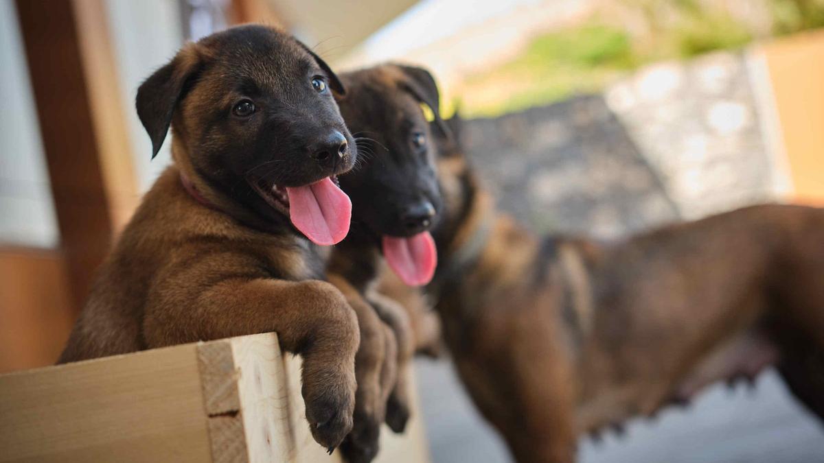 Dos de los cinco nuevos cachorros de la Unidad Canina de la Policía Local de Santa Cruz.