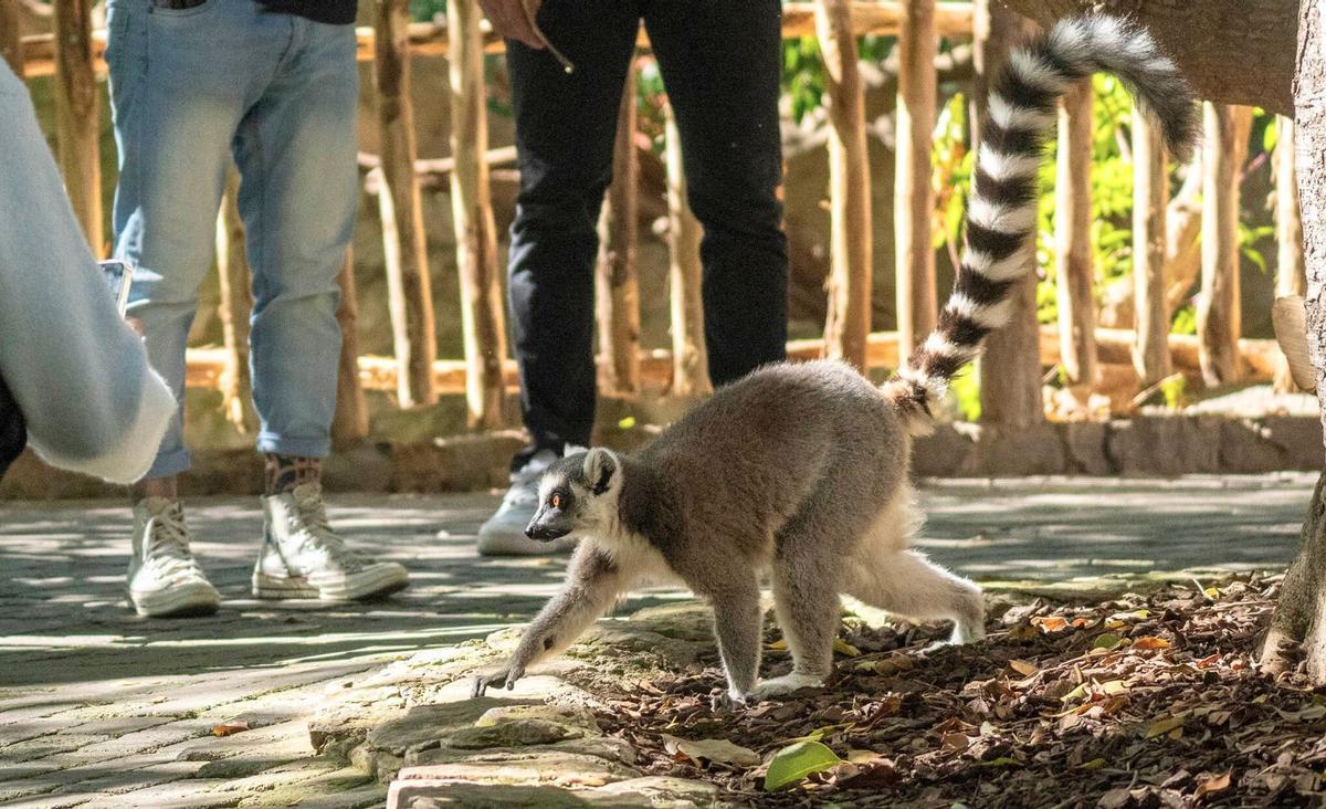 Conoce a los lemures de BIOPARC y su día a día.