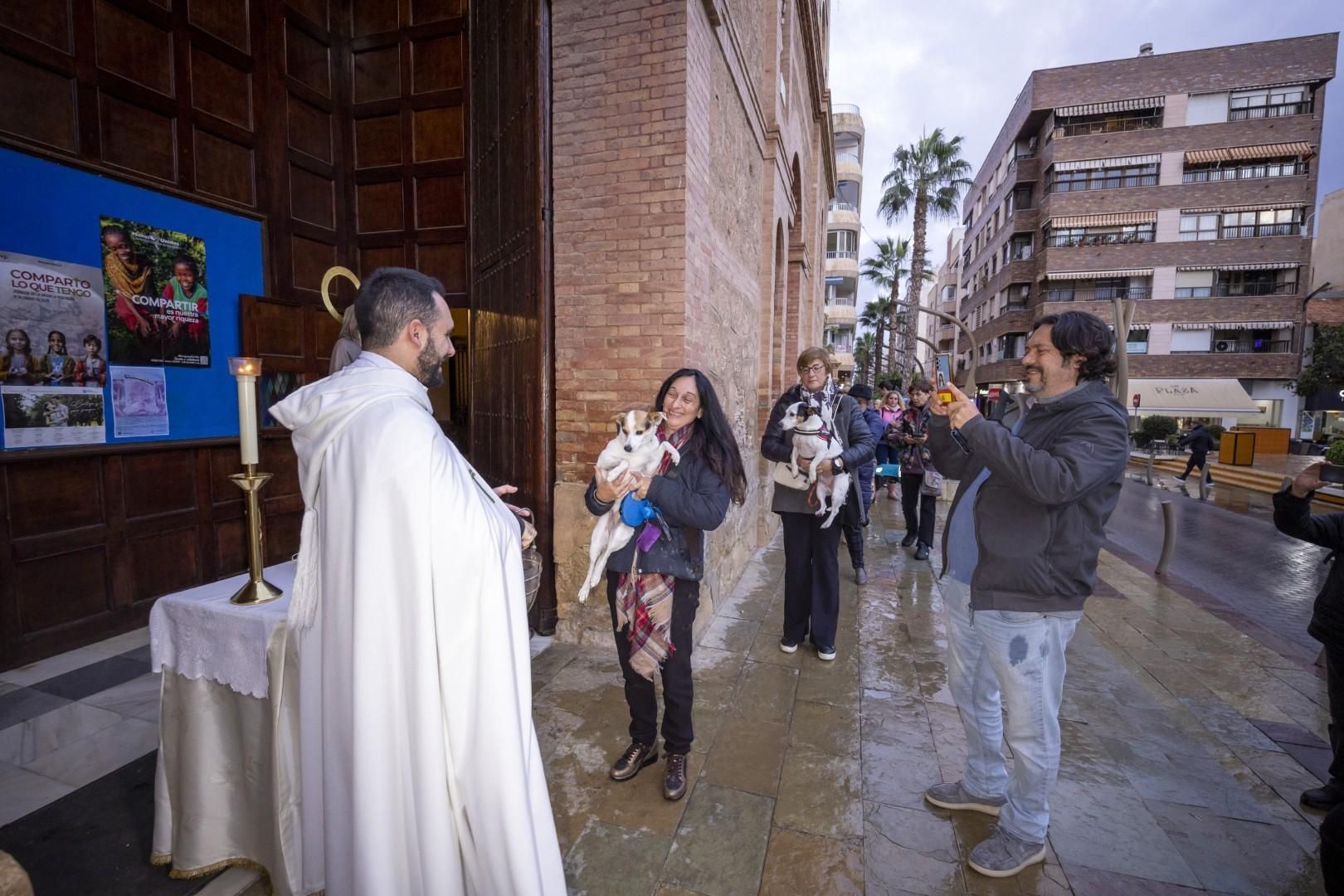 Bendición de animales por San Antón bajo una lluvia invernal en Torrevieja