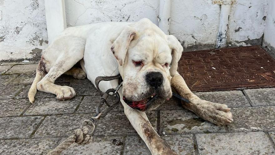 Rescatan a un perro atado en el fondo de un barranco en Canarias