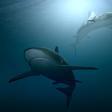 Los tiburones son necesarios para el ecosistema marino
