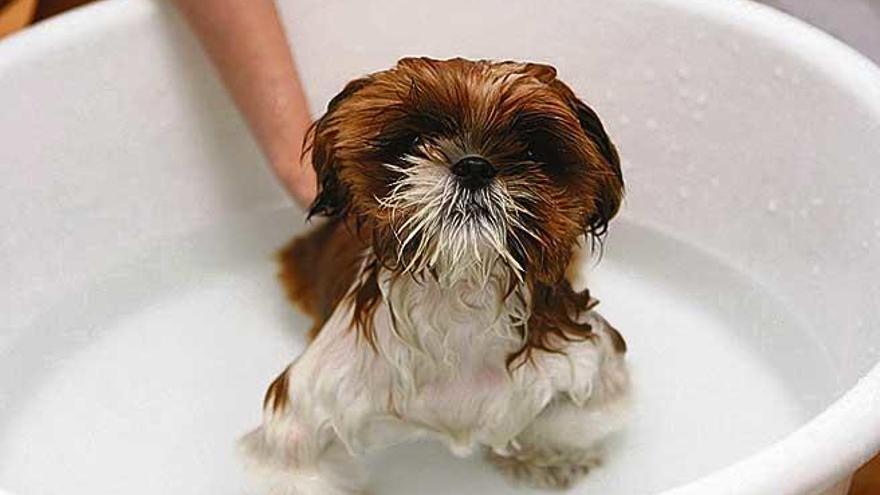 ¿Cada cuánto tiempo se debe bañar un perro?
