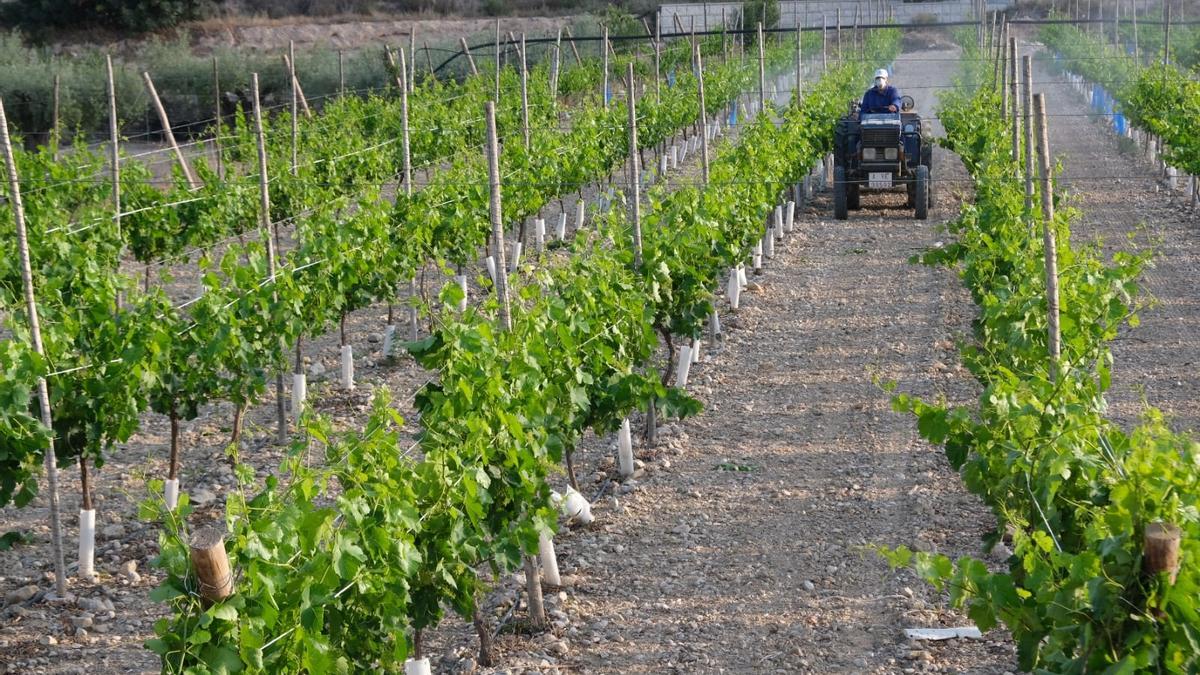 La uva de mesa del Vinalopó es el cultivo que más se beneficiará del envío de agua del trasvase del Júcar.