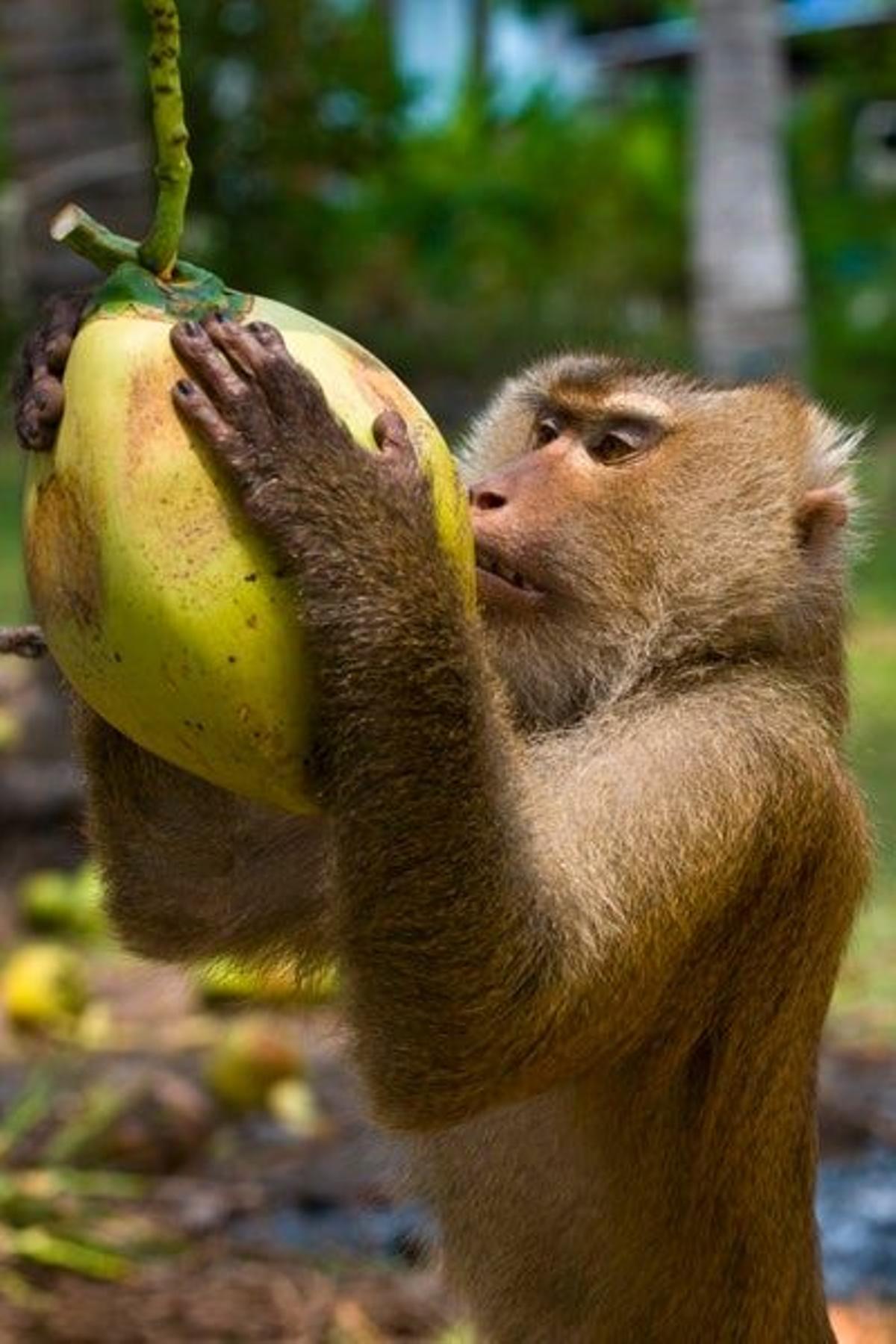 Un macaco con un coco en Ko Samui.