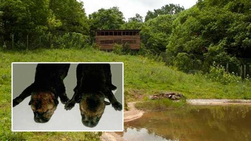 El cercado del lobo de Belmonte de Miranda, con uno de los miradores de madera al fondo. En el recuadro, &quot;Paco&quot; y &quot;Tolo&quot;, en el Centro de Recuperación de Fauna de Infiesto.