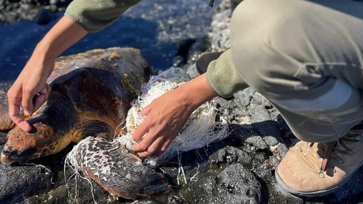 Una turista avisaba a los guías ambientales de La Oliva mientras paseaba por el bajo del Mejillón