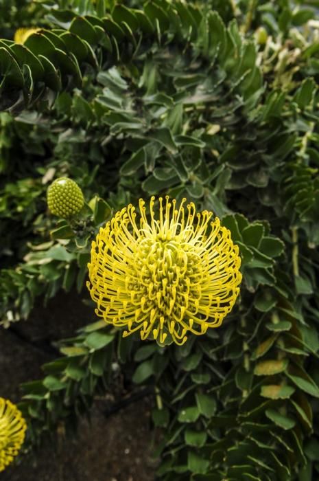 Plantación de proteas