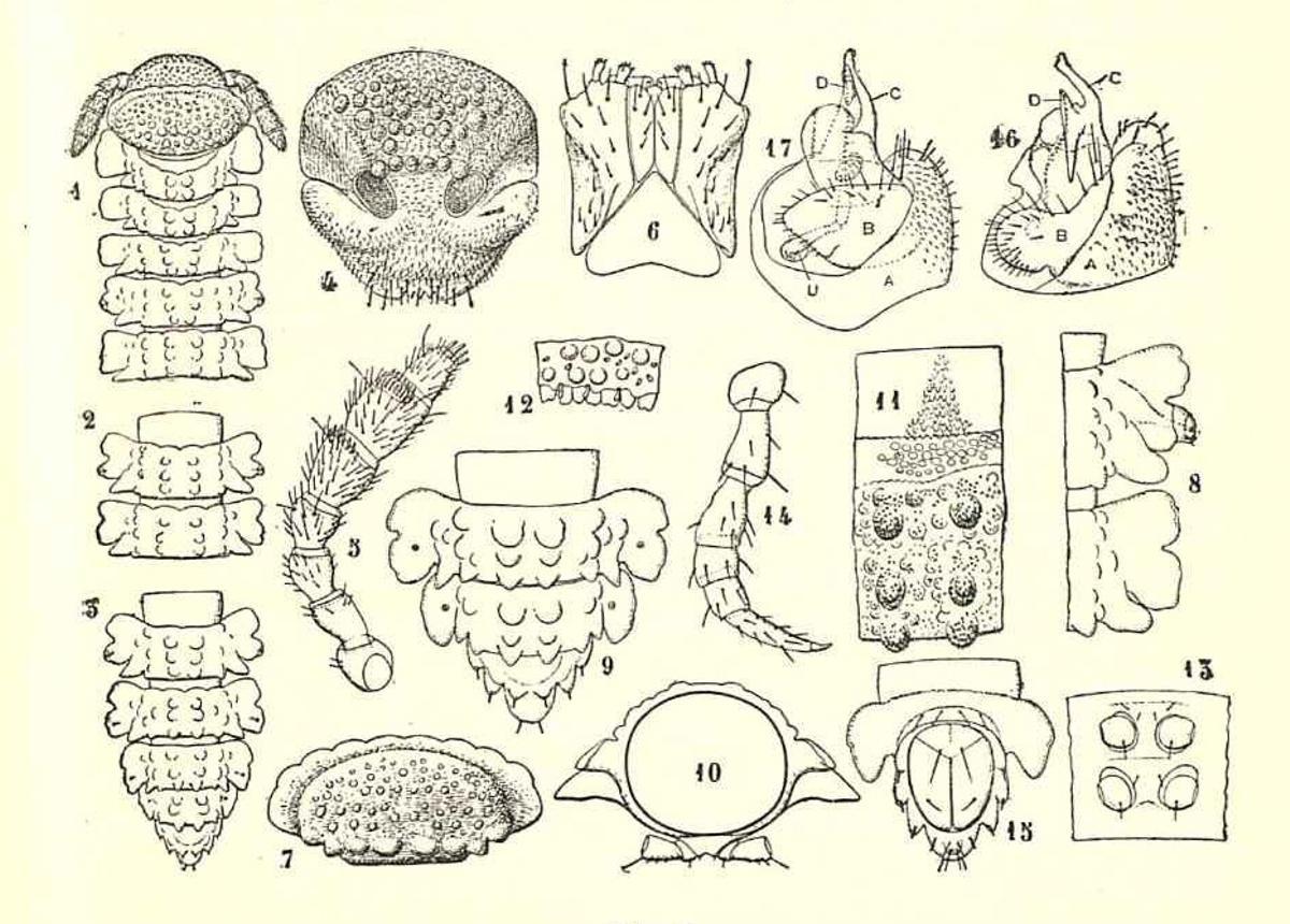 Un gráfico de milpiés Tonodesmus bolivari