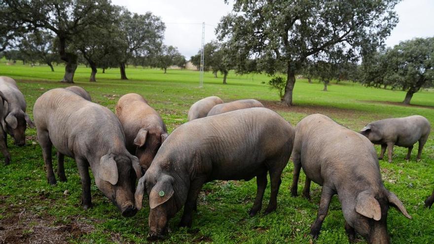 Covap desarrolla un sistema pionero de monitorización de los cerdos ibéricos en libertad durante la montanera