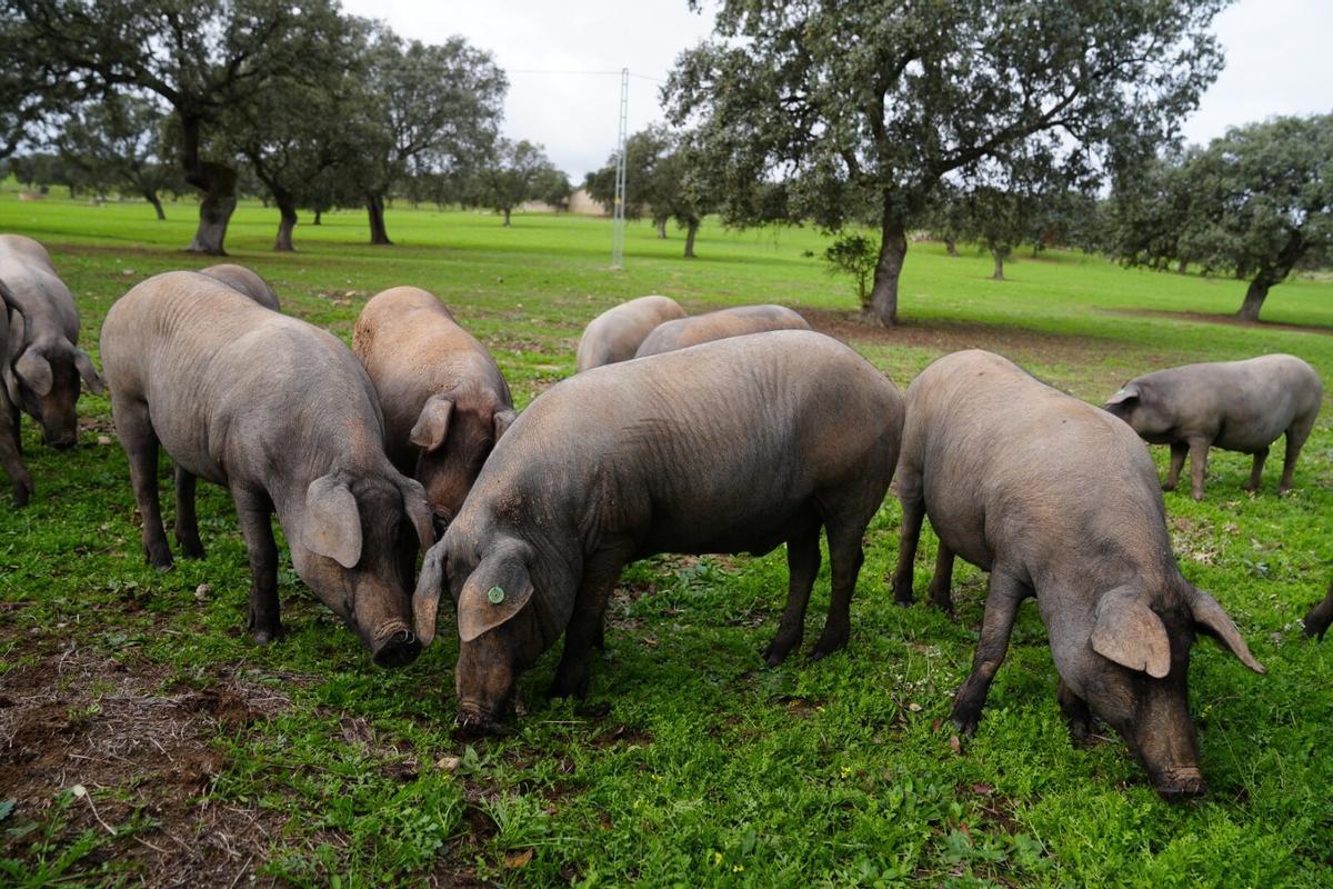 Cerdos ibéricos durante la montanera en la dehesa de Los Pedroches.