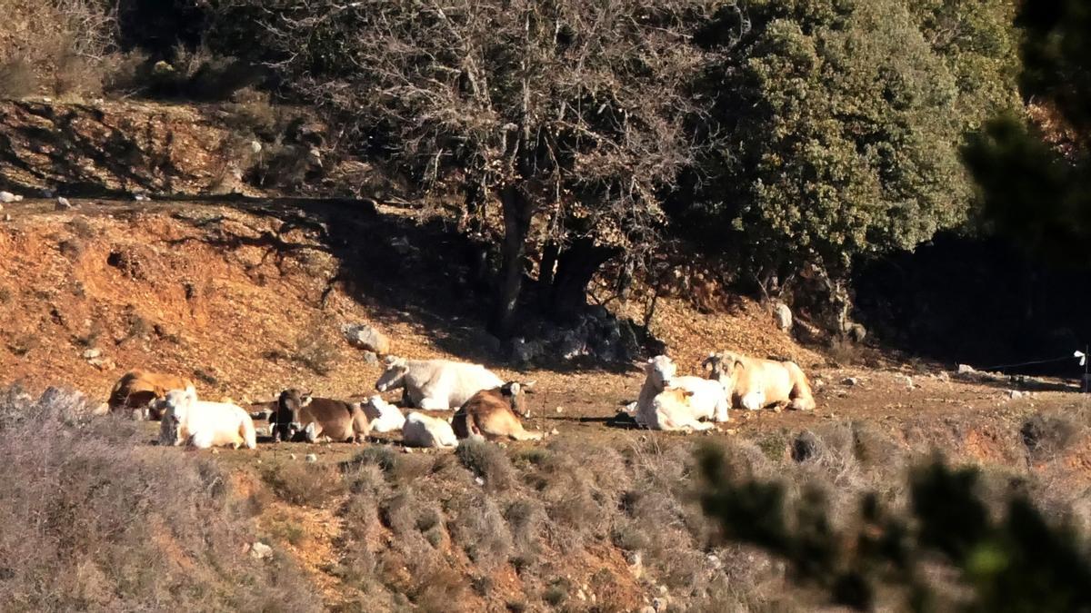 Vaques reposant, Sant Llorenç de Morunys.