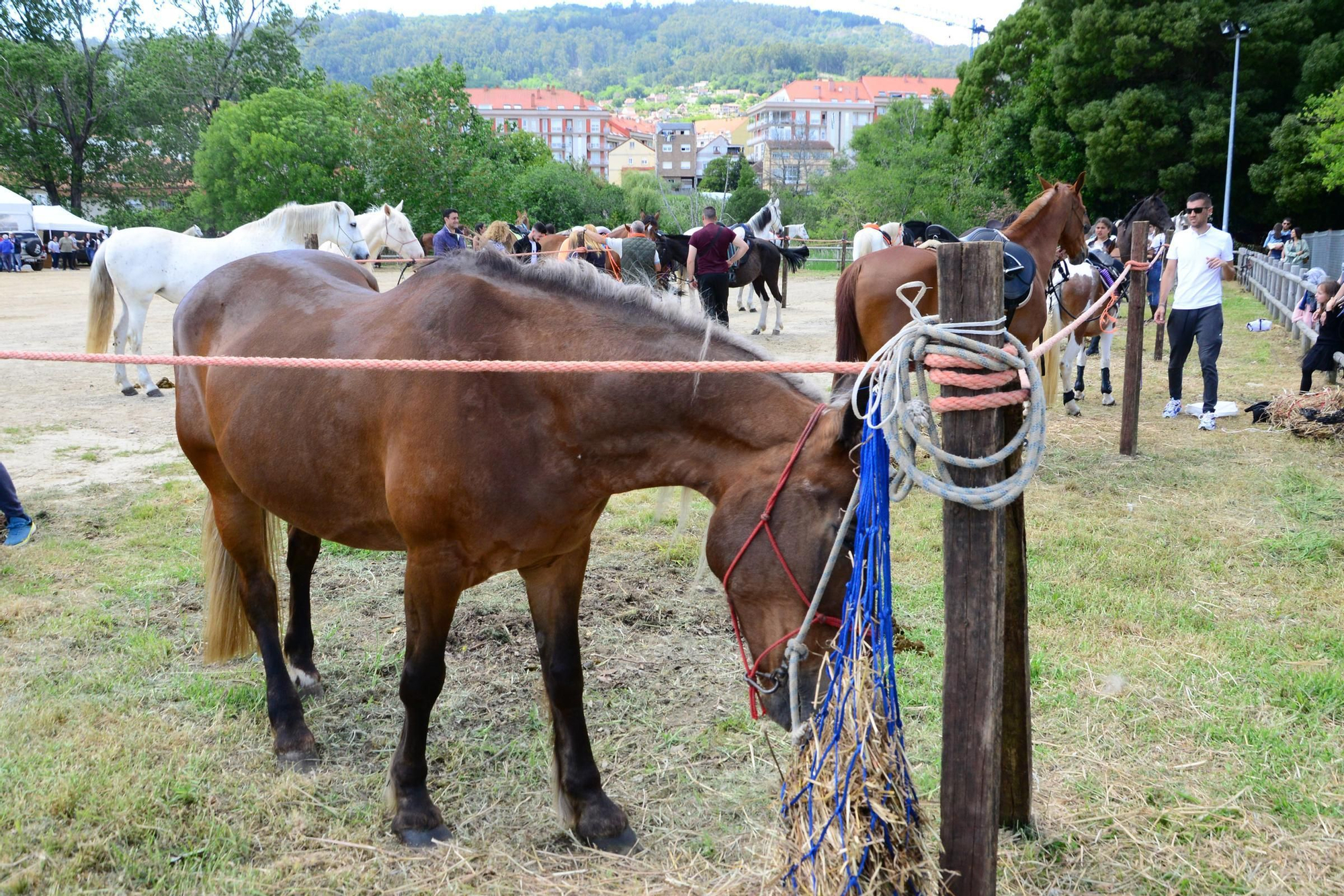 Más de 200 jinetes en la Xuntaza Cabalar de Moaña