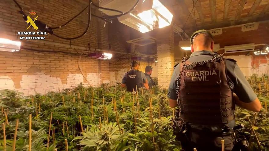 Cuatro detenidos al desmantelar doce plantaciones de marihuana en la Ribera Alta