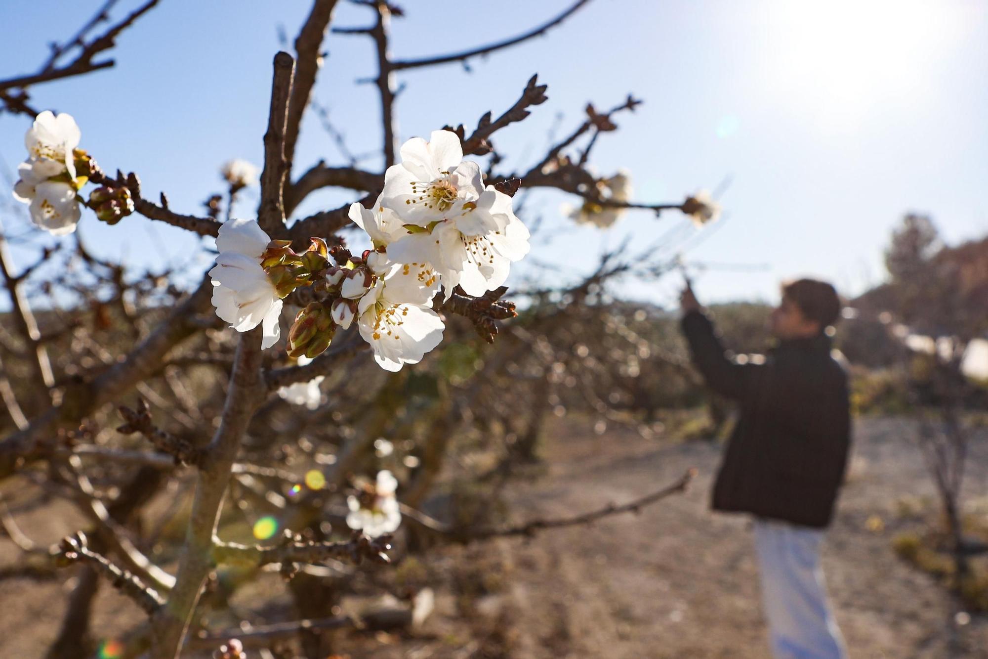 La sequía persistente en Alicante afecta a la floración de los cerezos y pone en peligro la cosecha por sexto año consecutivo