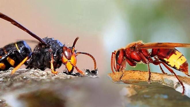 Восточный шершень угрожает Мурсии: как его распознать