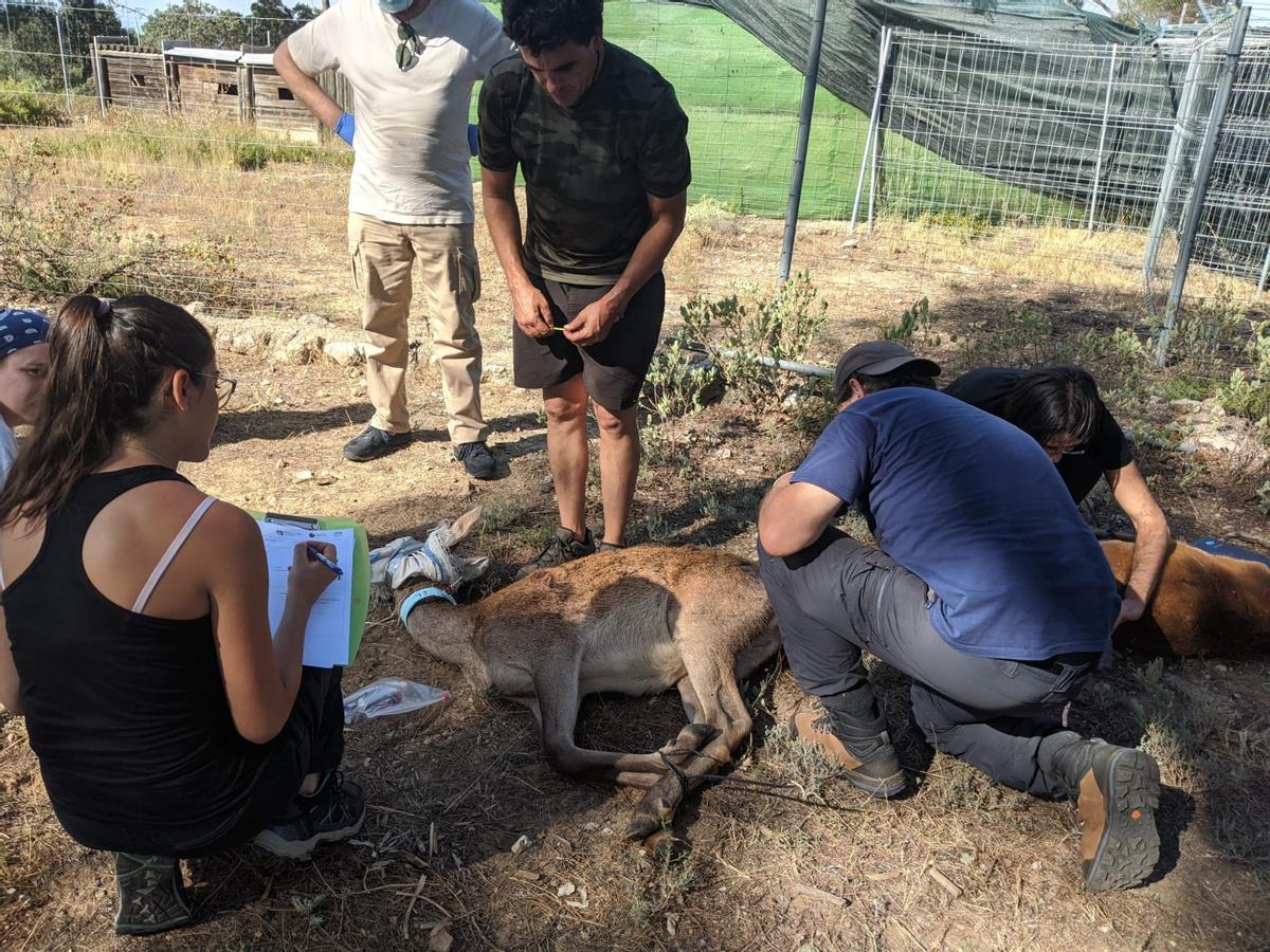 Veterinarios analizan el cadáver de una cabra.