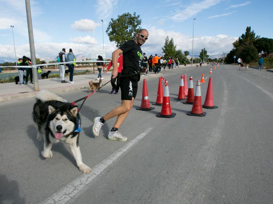 Can We Run: Gran carrera de perros para la concienciación animal