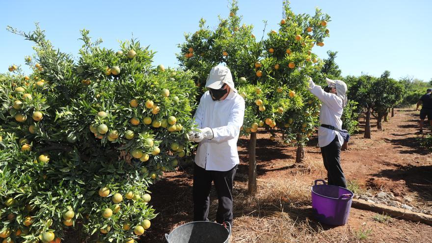La UE se queda a medias con Castellón: el tratamiento en frío de cítricos para Sudáfrica excluye a las mandarinas