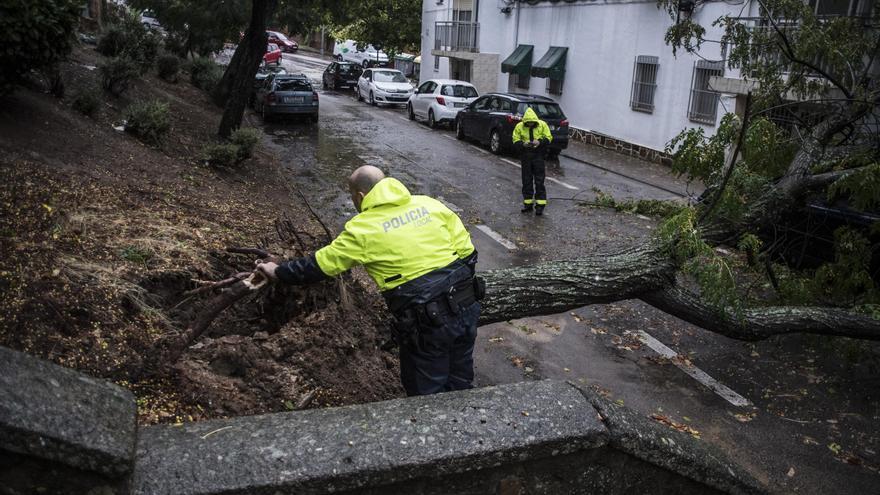 Árboles tumbados,  zonas anegadas y cierres en Cáceres por el temporal