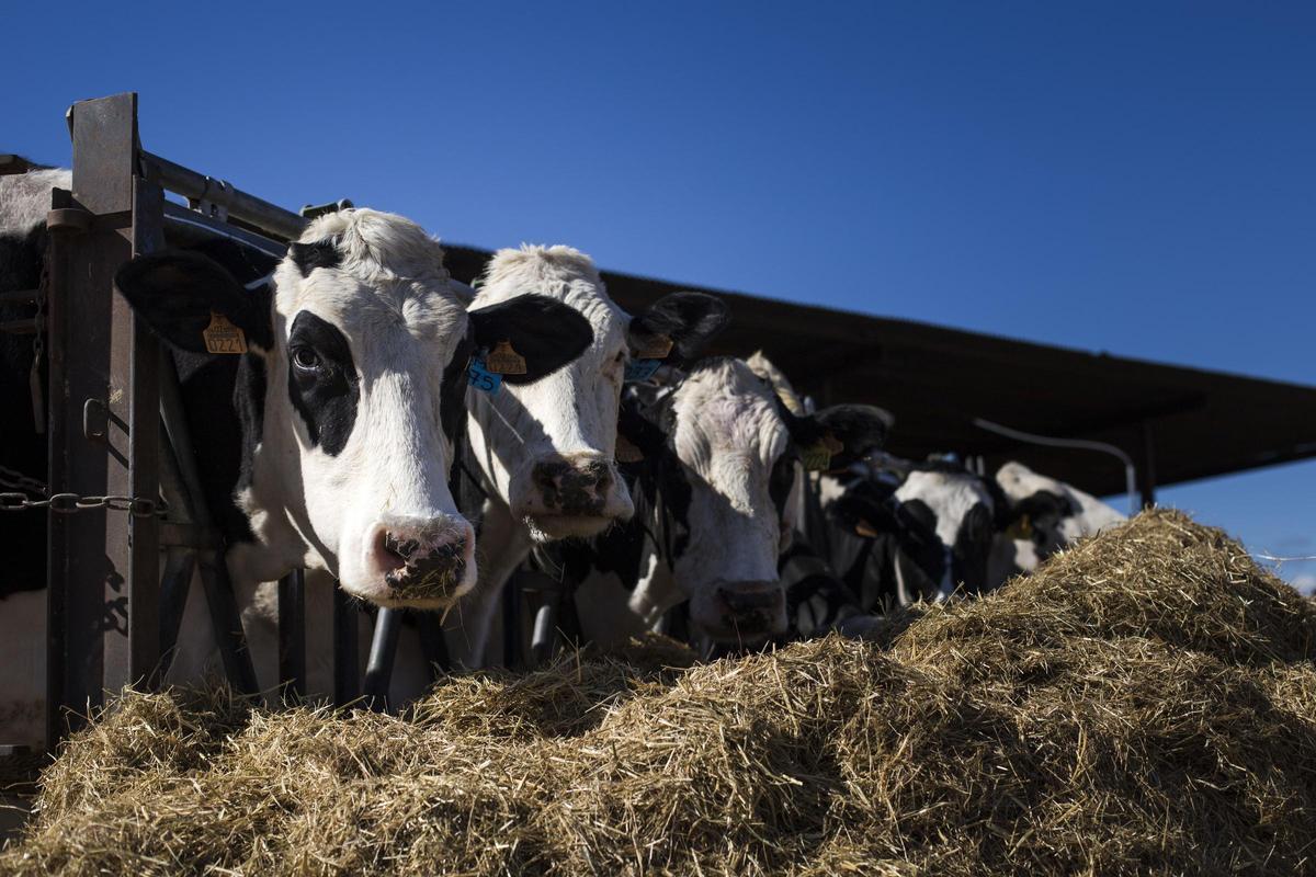 Golpe a la empresa láctea: cuando alimentar a la vaca vale más que su leche