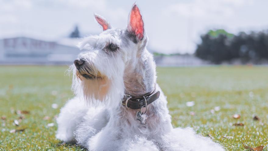 Estas son las razas de perros que más ladran