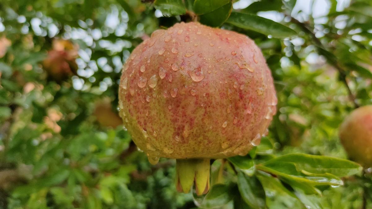 Magranes amb gotes de pluja.