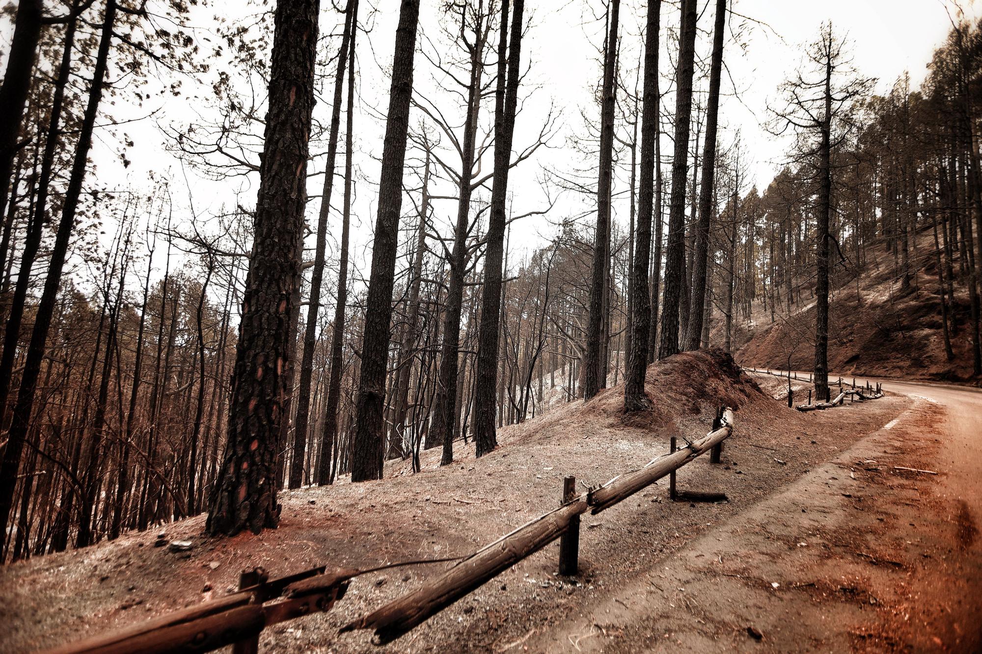 Evolución del incendio en Tenerife