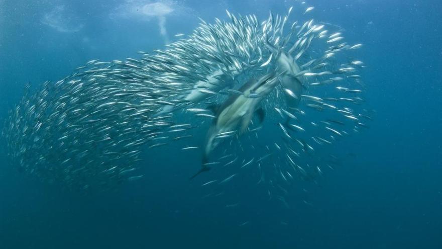 Unos peces mexicanos se llegan a quedar sordos practicando sexo