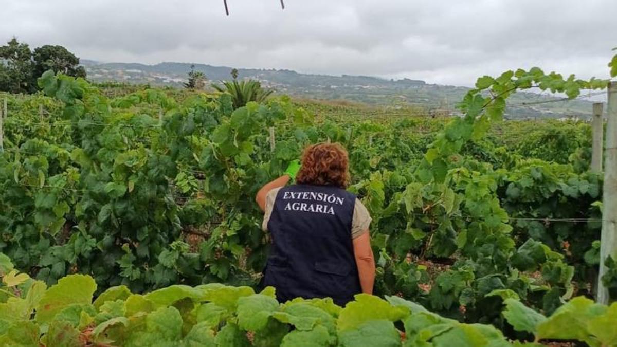 Visita a una finca en Los Baldíos donde se desarrolla un proyecto piloto para evaluar su resistencia a la filoxera