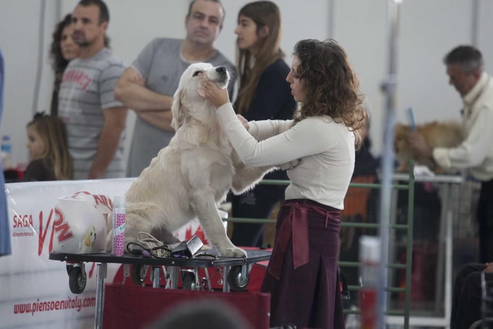 La Mascotada da brillo a Expocachorro