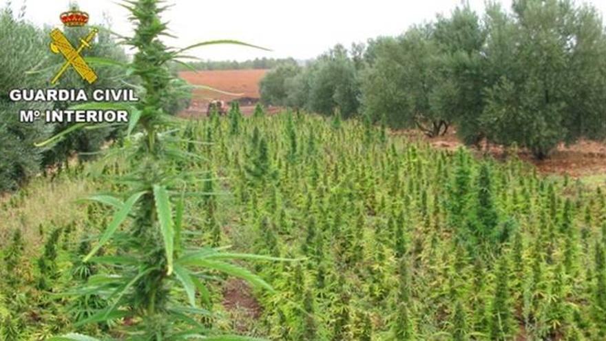 Localizada en Albacete la mayor plantación de marihuana hallada hasta ahora en España