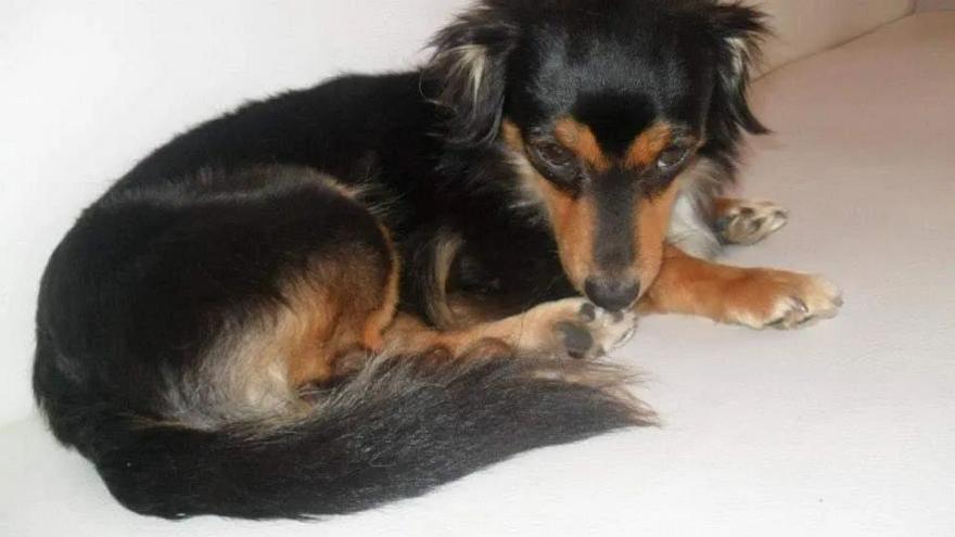Muere un perro en Canarias por el miedo a los petardos