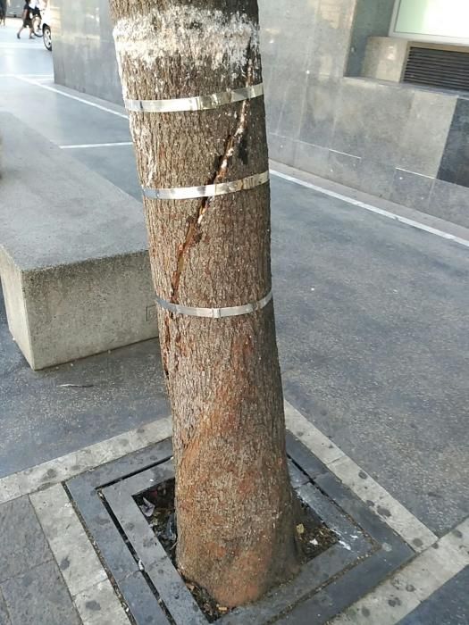 Les 'ferides' de l'arbre atropellat a Manresa