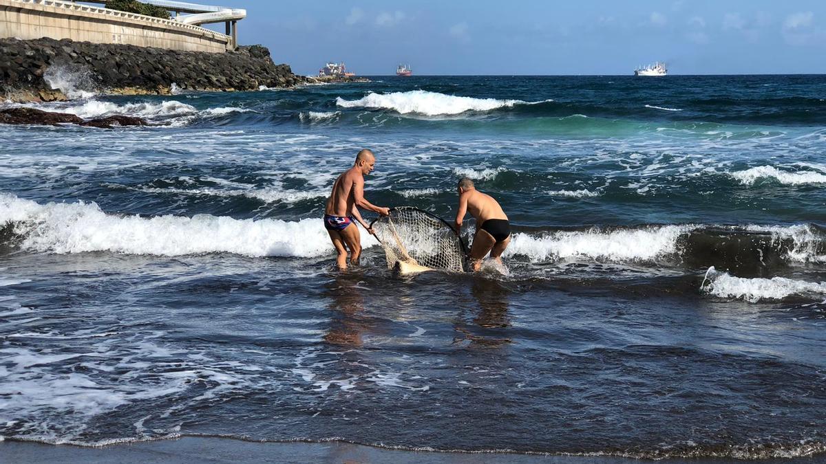 Una mantelina atrapada en las Piscinas de La Laja, rescatada y devuelta al mar