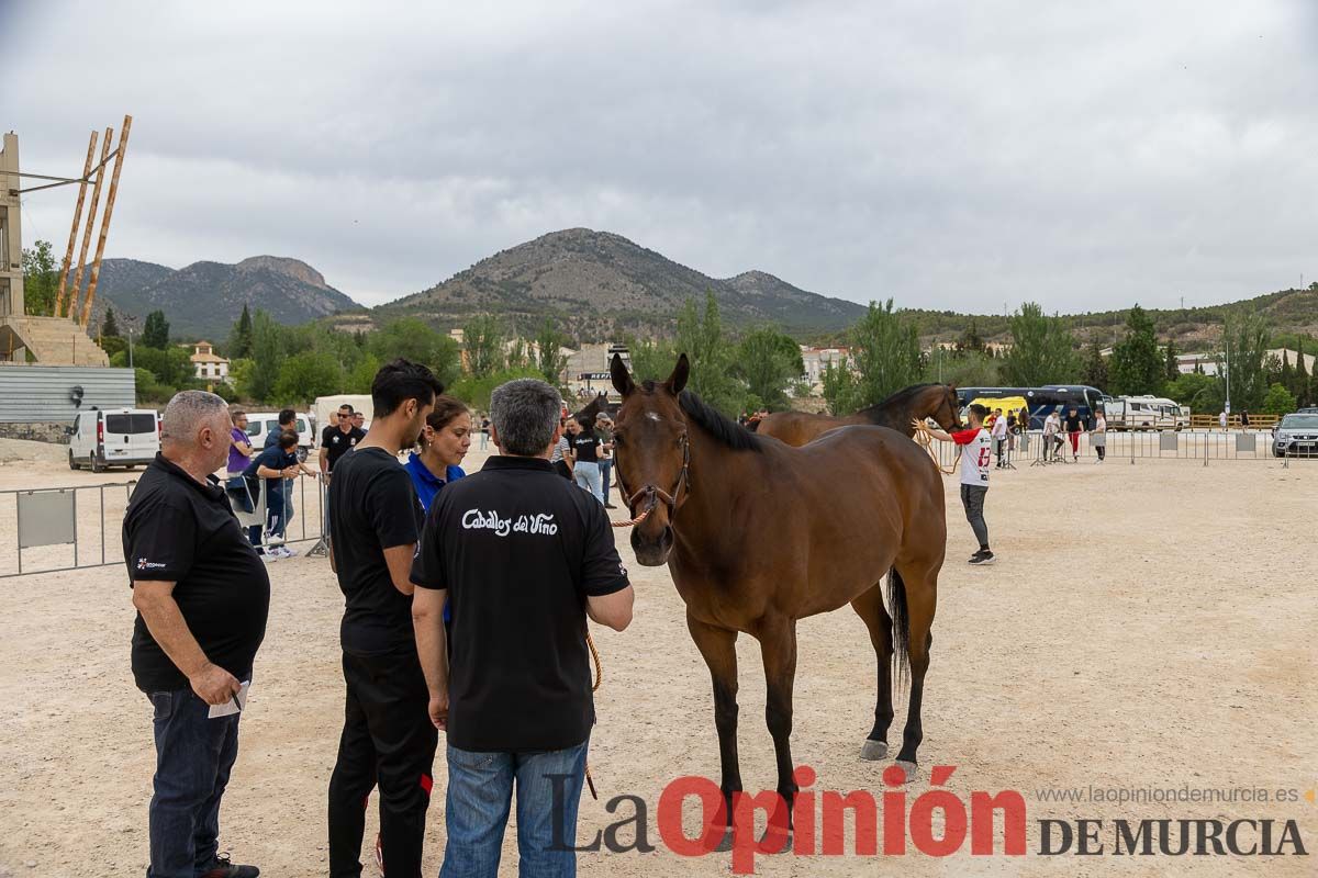 Control veterinario de los Caballos del Vino en Caravaca