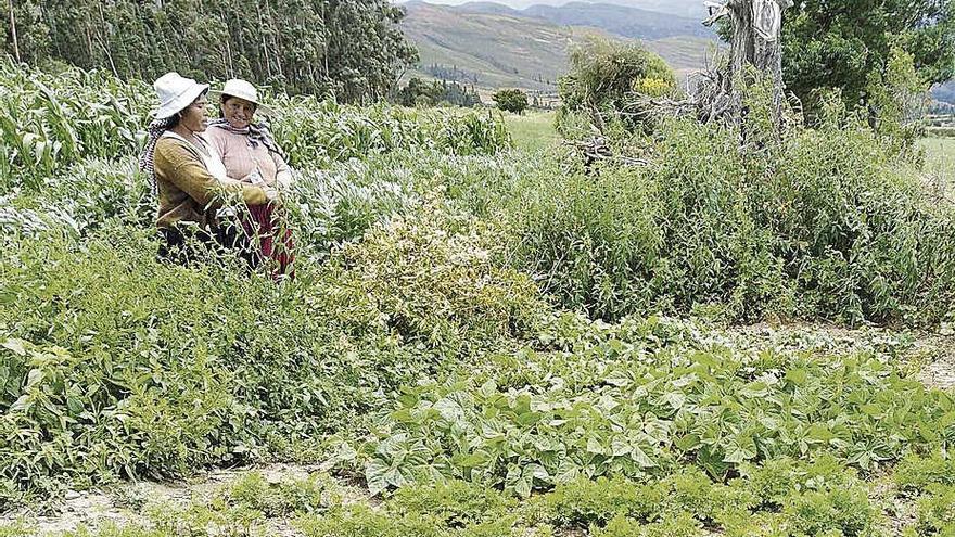 En Bolivia trabajan en proyectos de desarrollo rural.