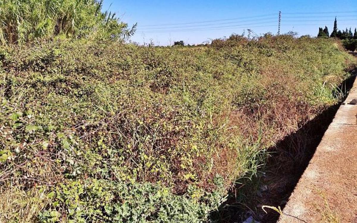 Un matrimonio, atacado por los jabalíes en su huerto de naranjos de Dénia