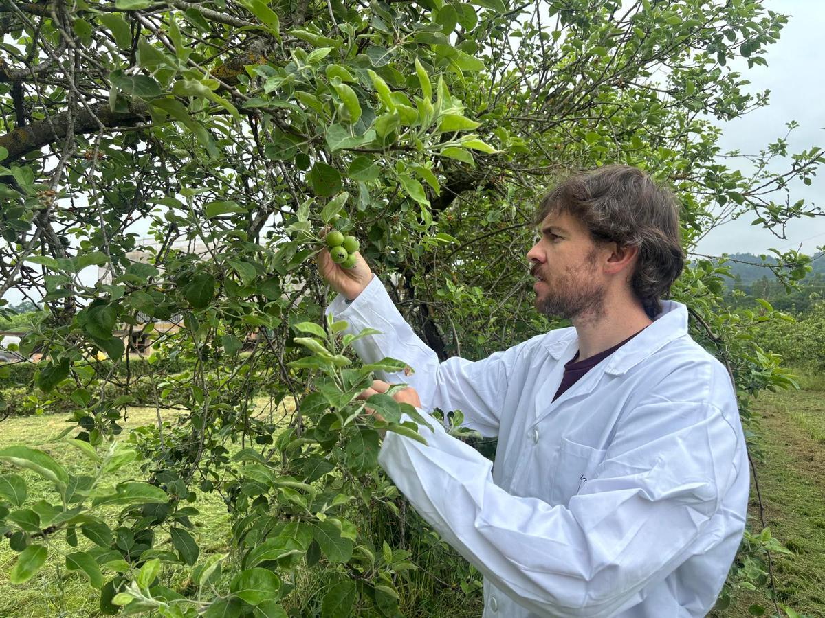 Tano Collada, analizando los frutos de un manzano.