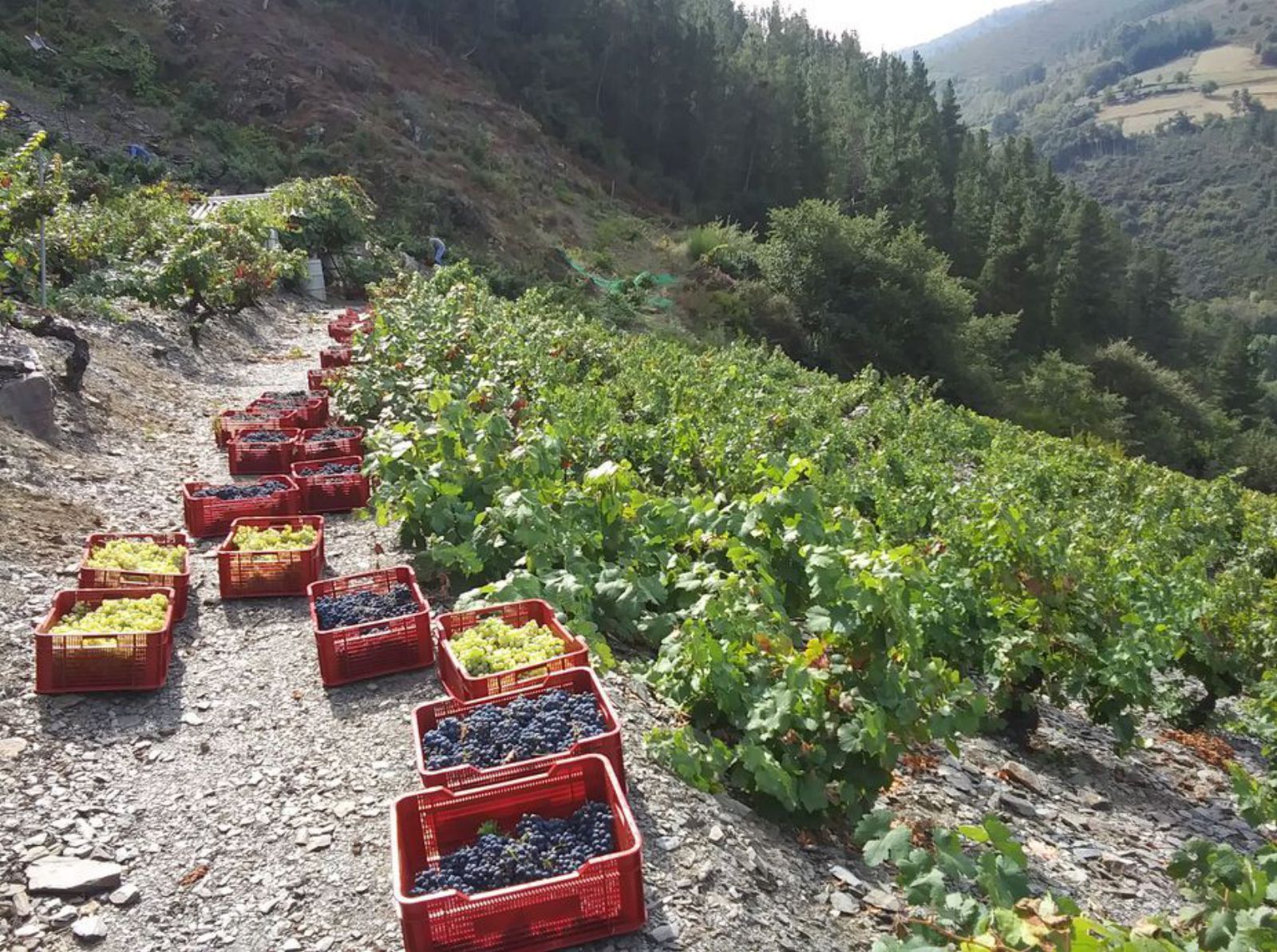 Cajas con uvas recién vendimiadas en Cecos. | C. F.
