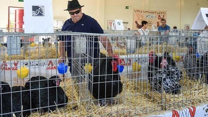 Más de 200 animales DE GRANJA en la Feria AvÍcola DE SOT DE FERRER