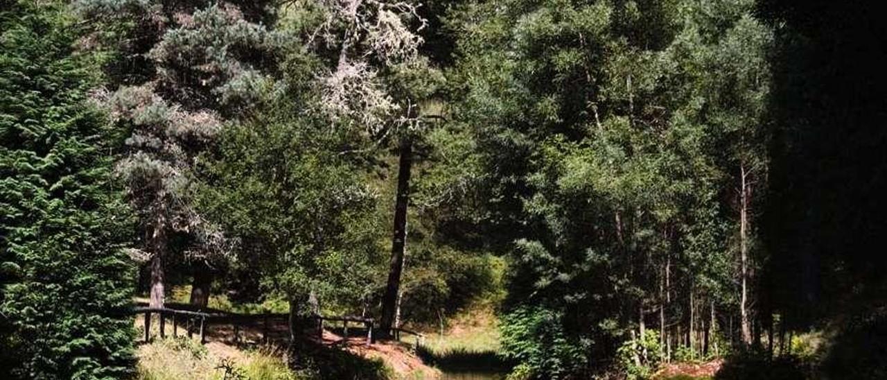 Uno de los senderos del parque natural Monte Aloia, en Tui. // Xacobe Melendrez Fassbender