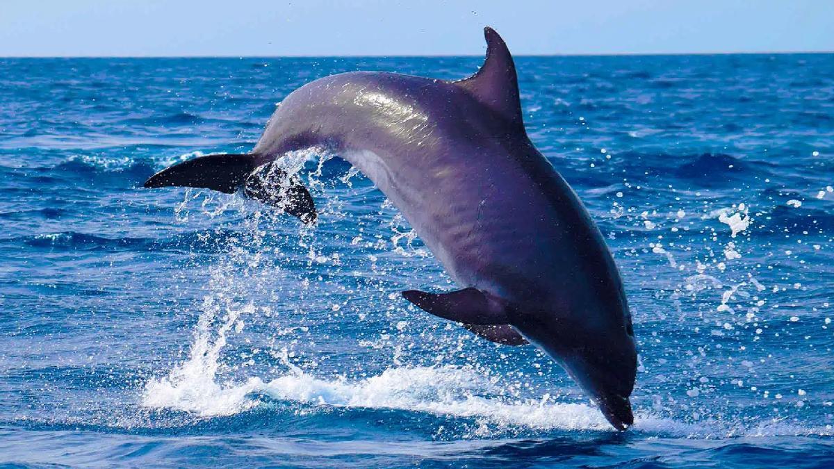 El delfín mular