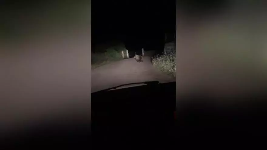 Avistan un oso en el entorno de Xomezana, en Lena
