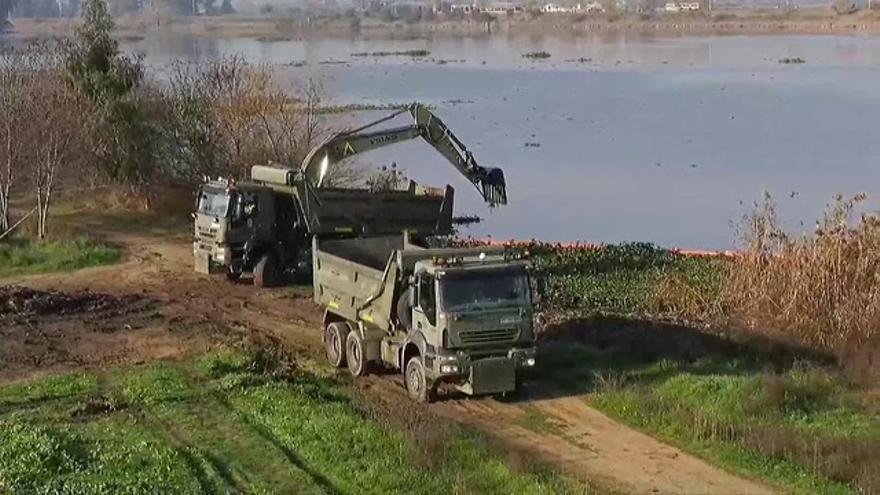 Eliminadas 80.000 toneladas de camalote en el río Guadiana en Badajoz