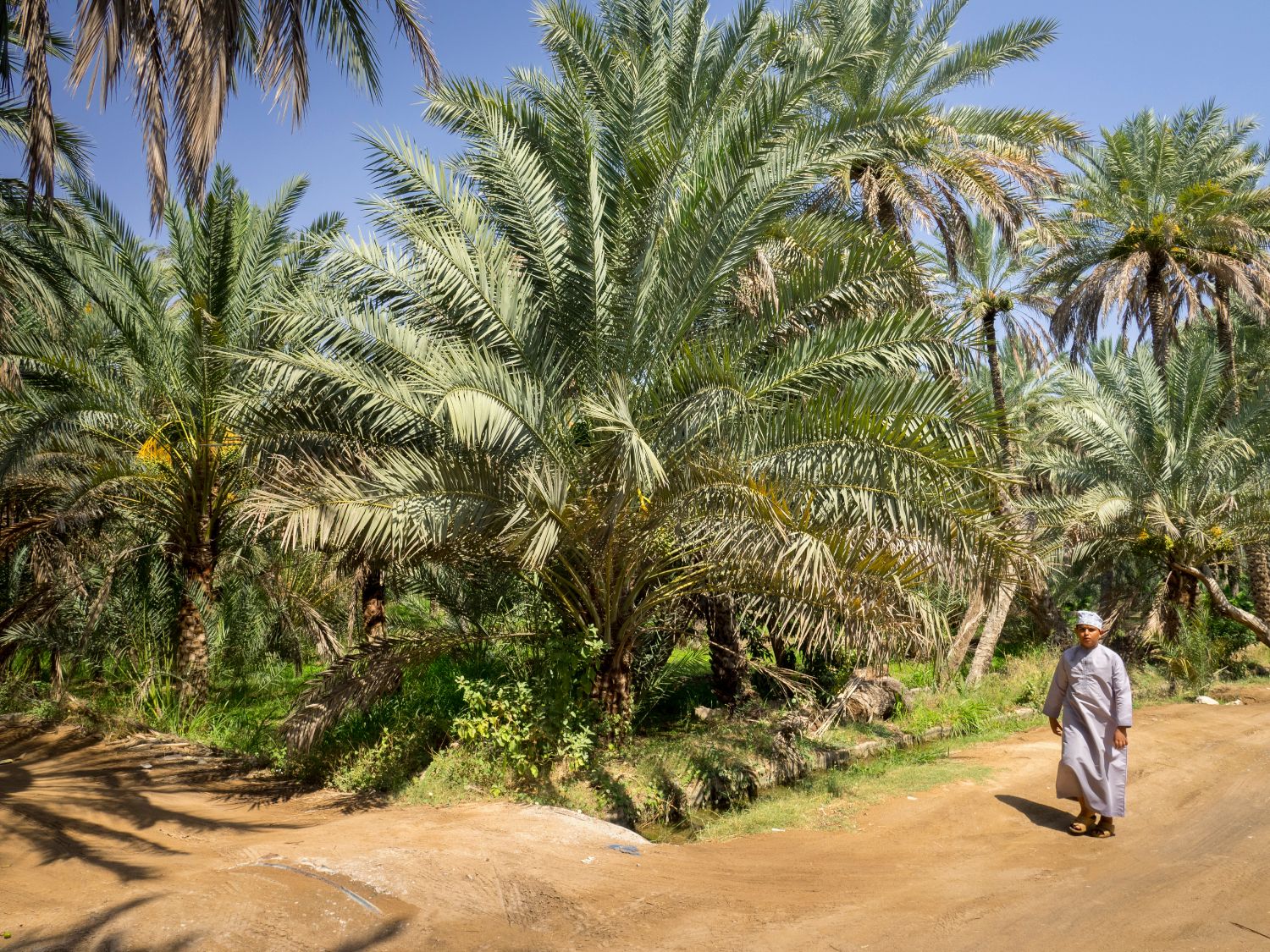Palmeral en Bidiyah.