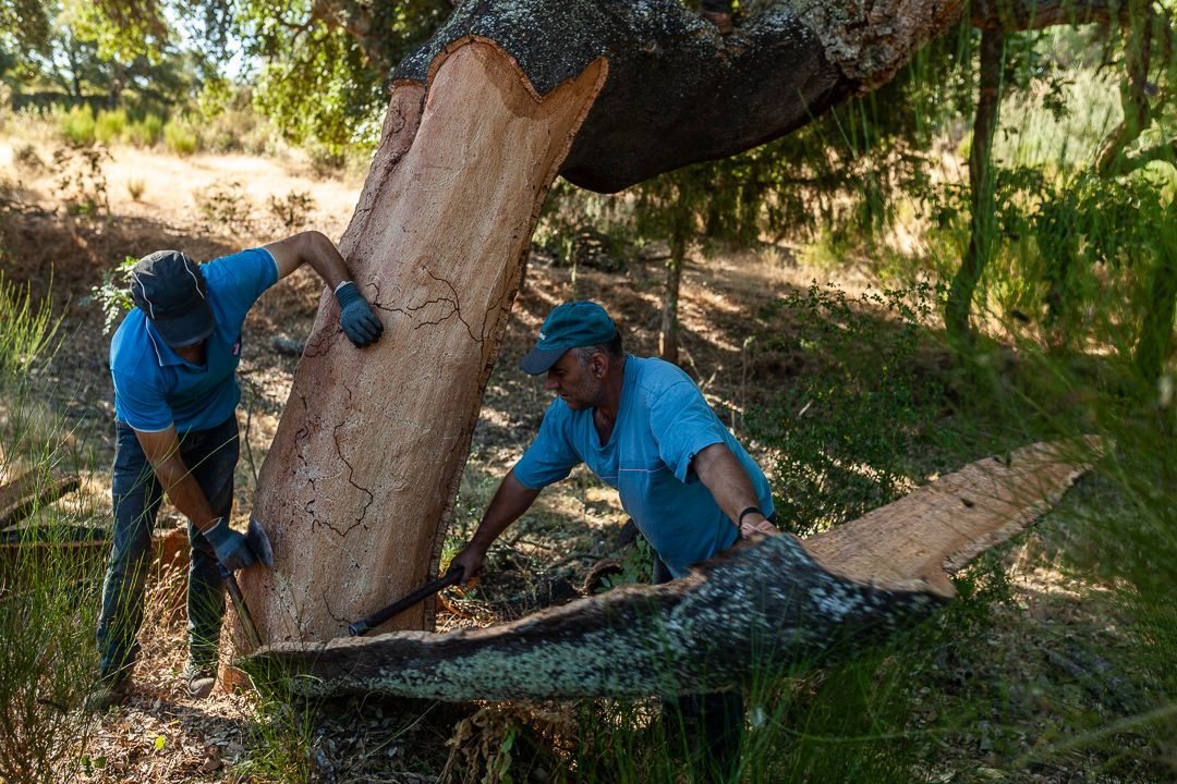 Obtención de corcho en los alcornoques de Fornillos de Fermoselle.