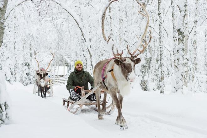 Una de las actividades más recomendables en una visita a Laponia es subir a un trineo tirado por renos.