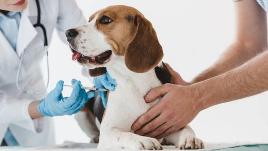 Cómo evitar que tu perro tenga miedo al veterinario: paso a paso para calmar a tu perro